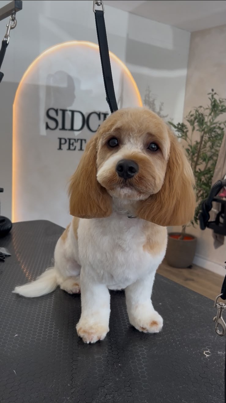A happy dog being groomed at Sidcup Pet Spa